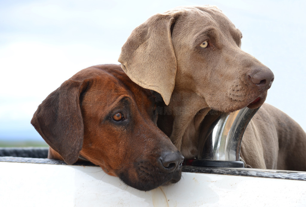 Ȯֻ޵ ridgeback