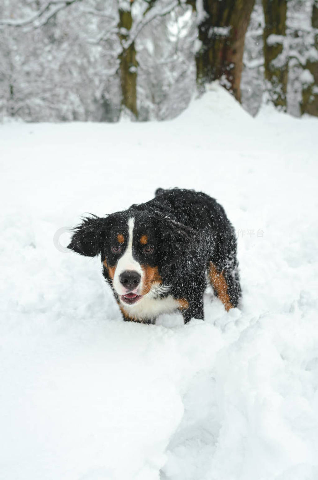 Bernese ɽѩˣϲ顣ƤĹ