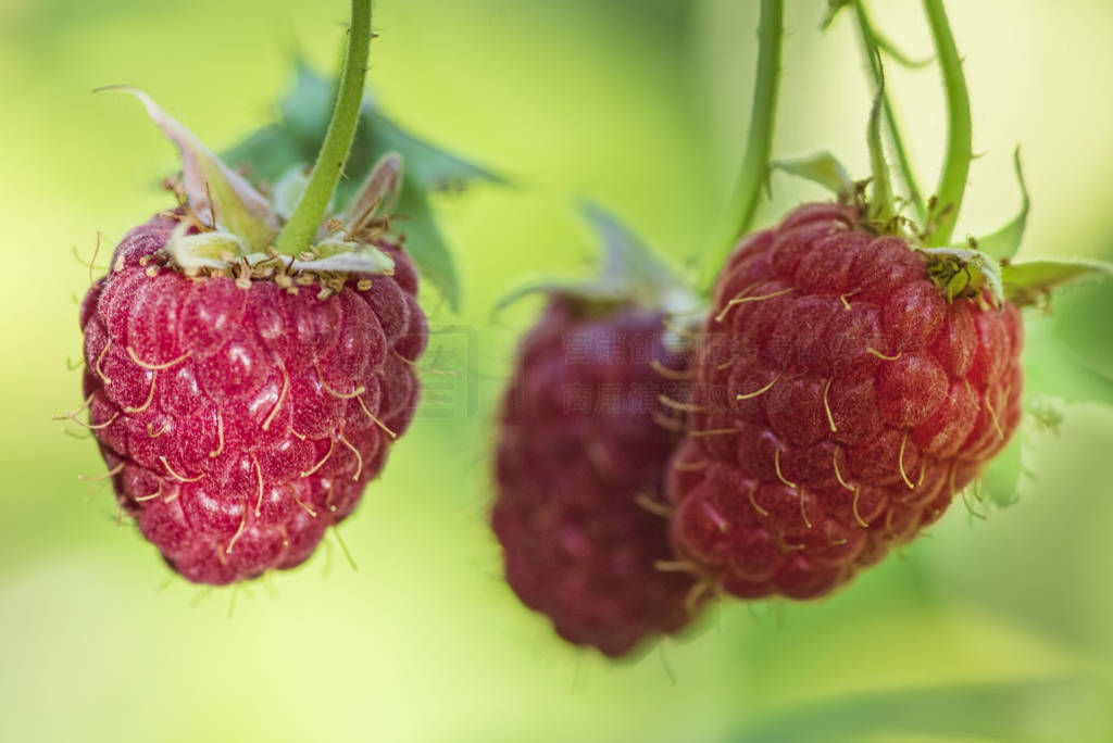 lose-up of the ripe raspberry in the fruit garden,ripe raspberr