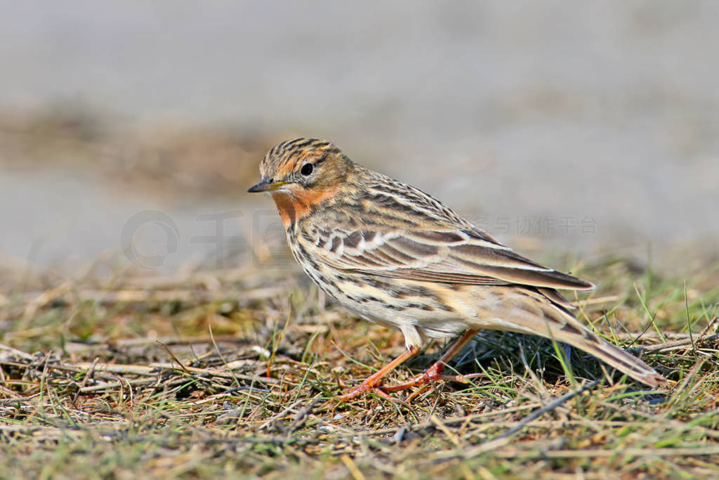 һ (Anthus cervinus) Ůڲݵϵĵ, رϸƬ