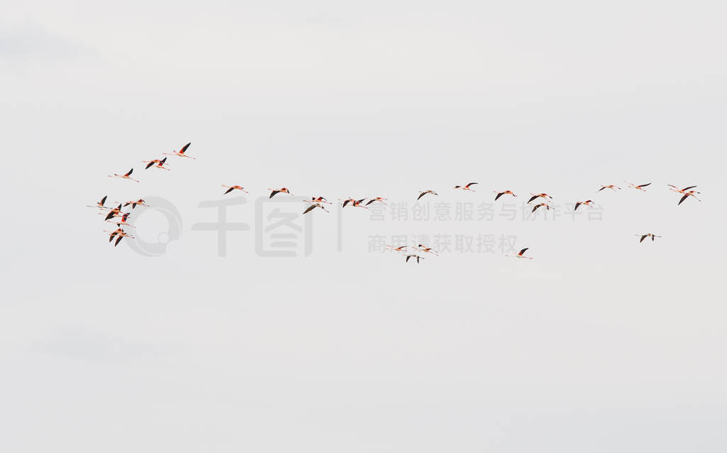 Group of flamingo exotic birds flying on the sky in a row.