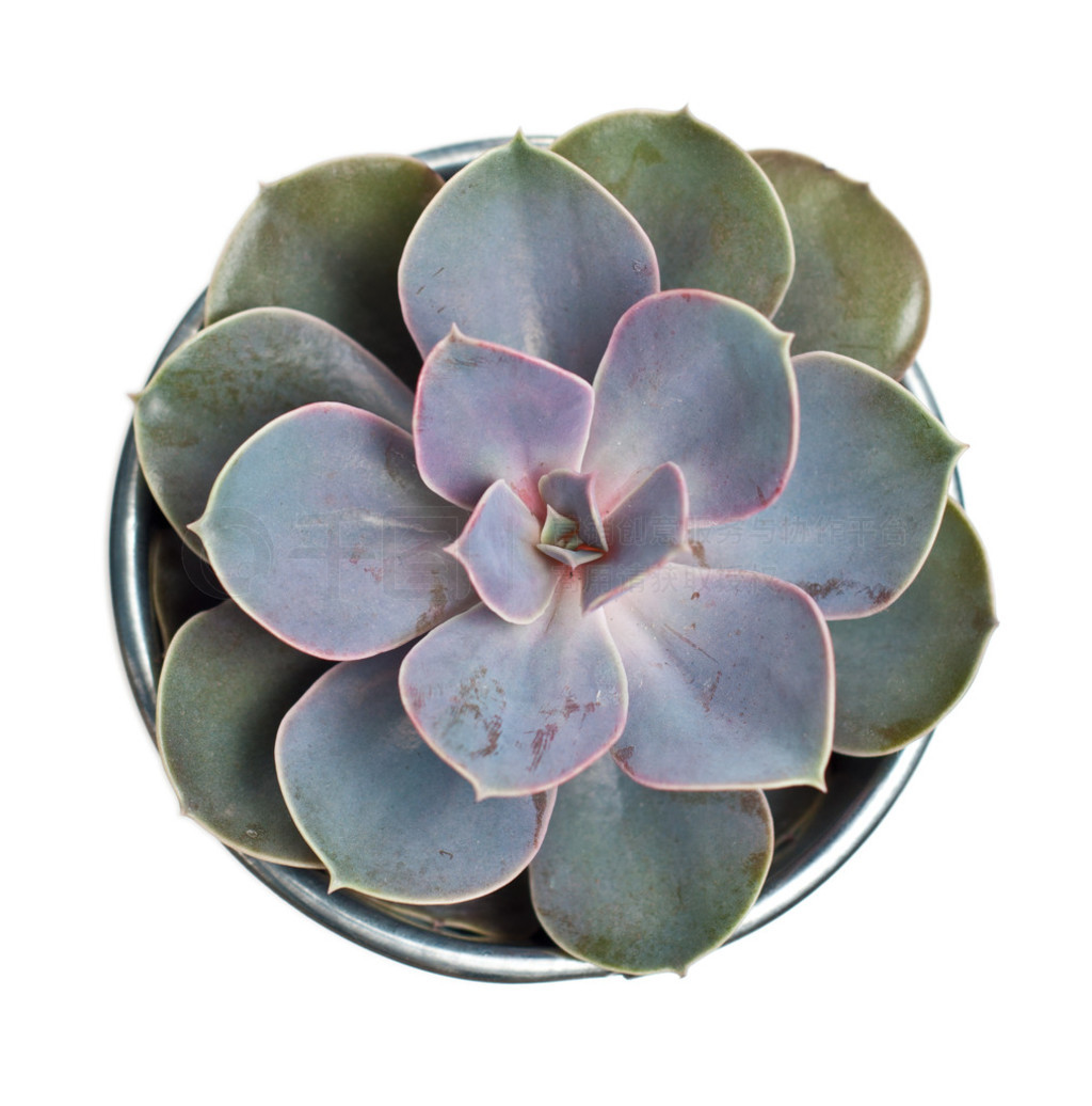 echeveria ֲڰɫ