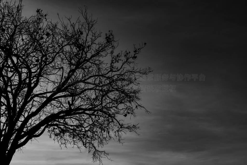 Silhouette dead tree on dark dramatic sky background for scary o