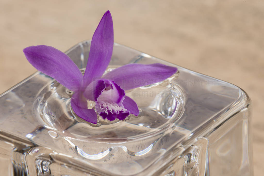 Pink orchid on glass cube