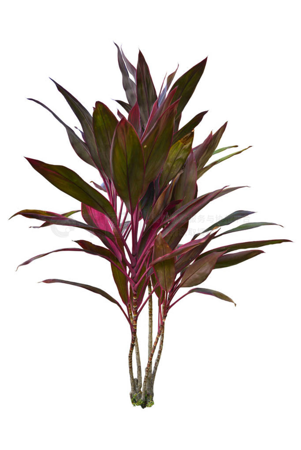 ޼·ڰɫϸ Ti ֲ Cordyline 뻱ȴ