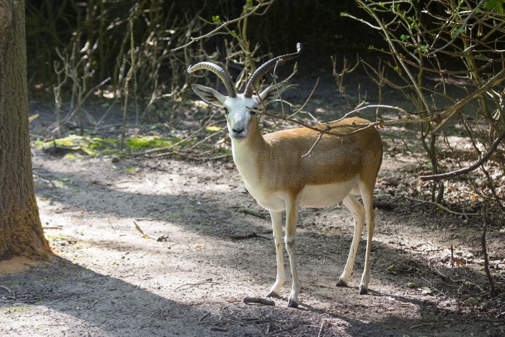 (Gazella subgutturosa)