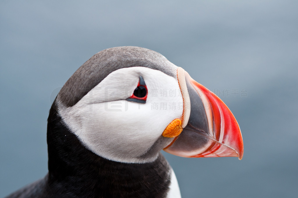 ɰ puffin رФ