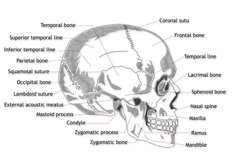 人类头骨结构