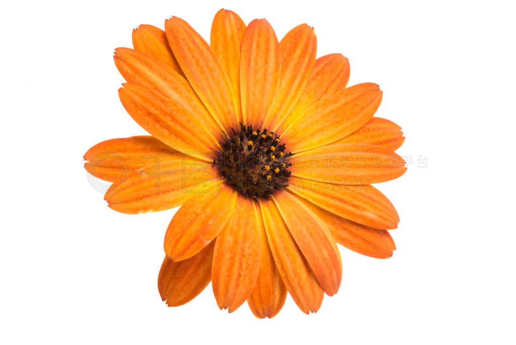 ĳɫ osteospermum ޾ջɫ