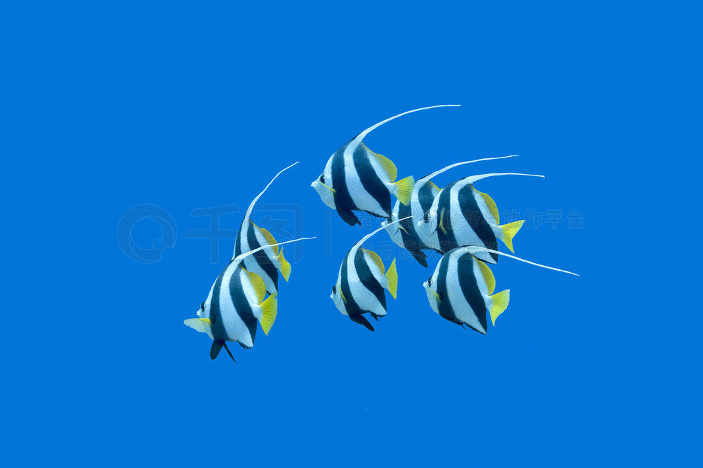 bannerfishes ȴˮµİɳ