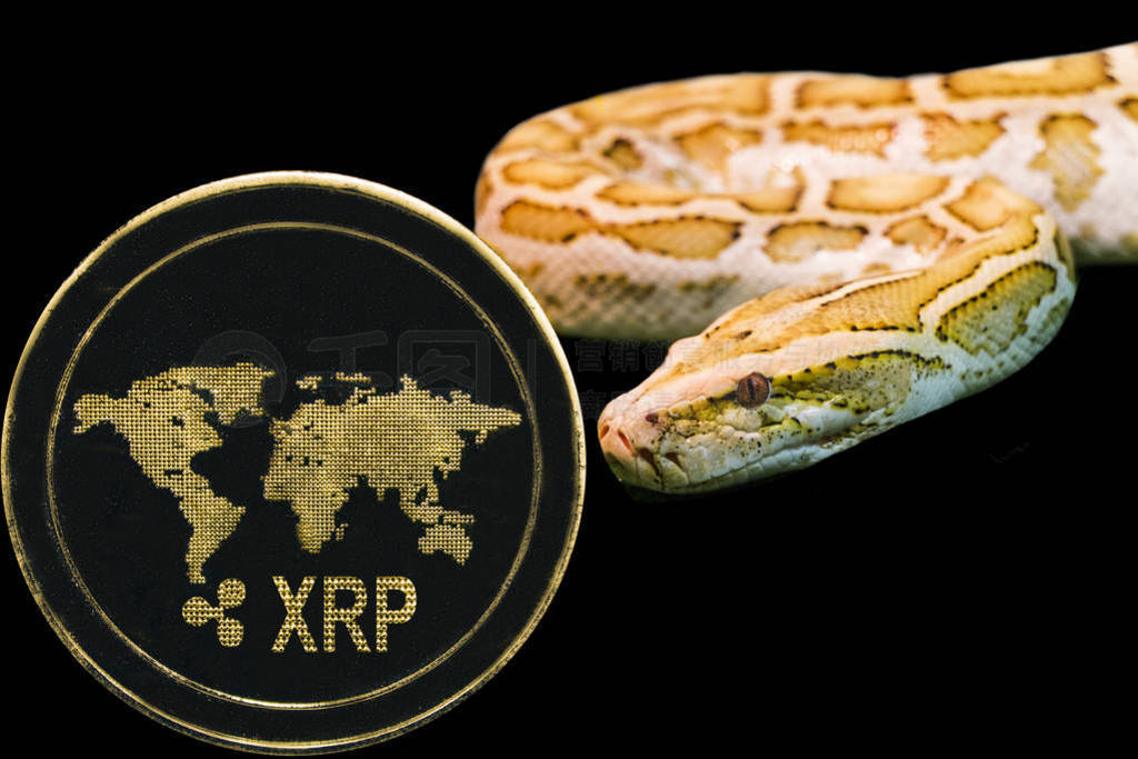 Gold Python and coin cryptocurrency ripple. xrp