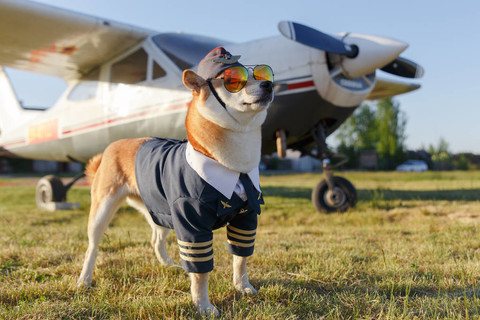 犬狗的滑稽相片在機場飛行員西裝