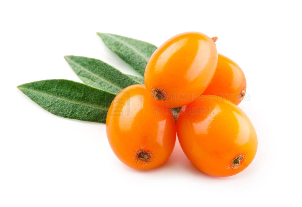 Sea buckthorn. Fresh ripe berries with leaves isolated on white