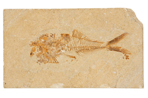 化石鱼