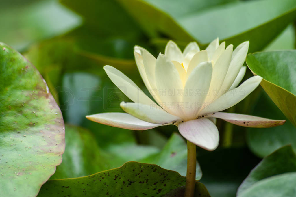 White and yellow nymphaea or water lily flowers and green leafs