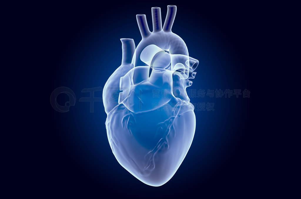 Human heart, x-ray hologram. 3D rendering