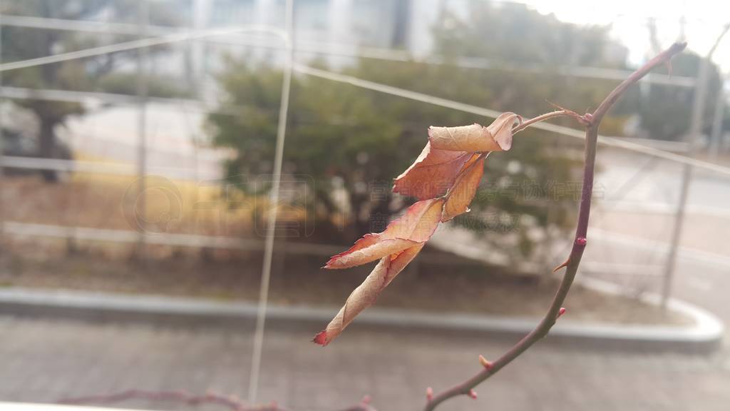 Dried brown leaf on a plant branch during autumn season.