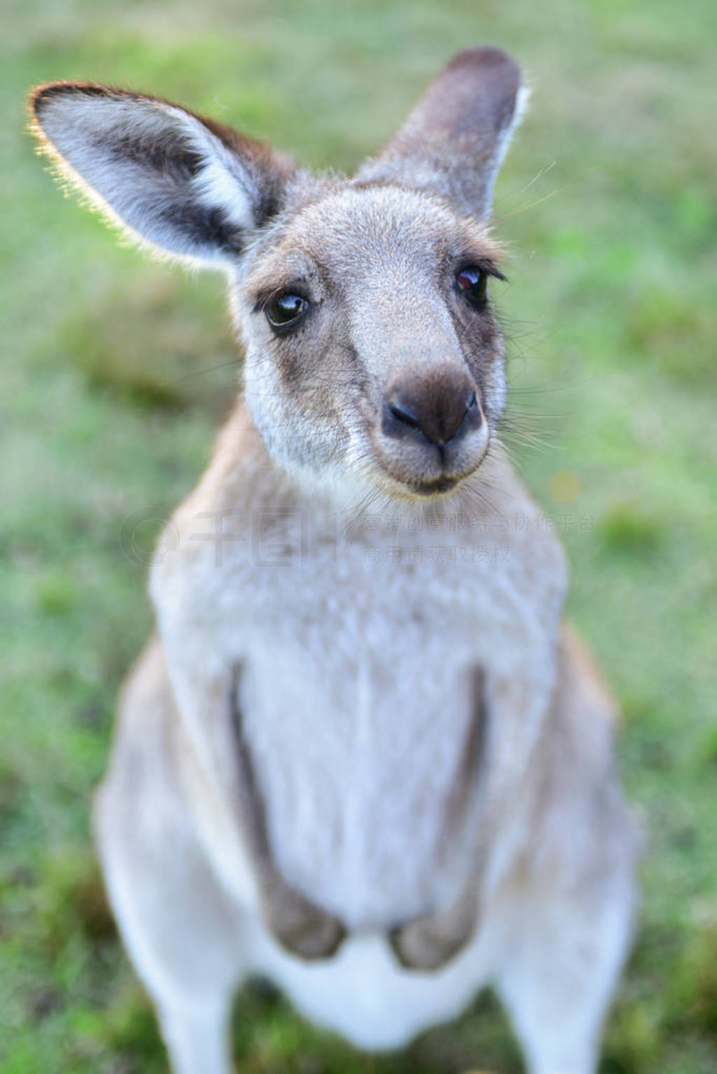 Ȼе Kangarros