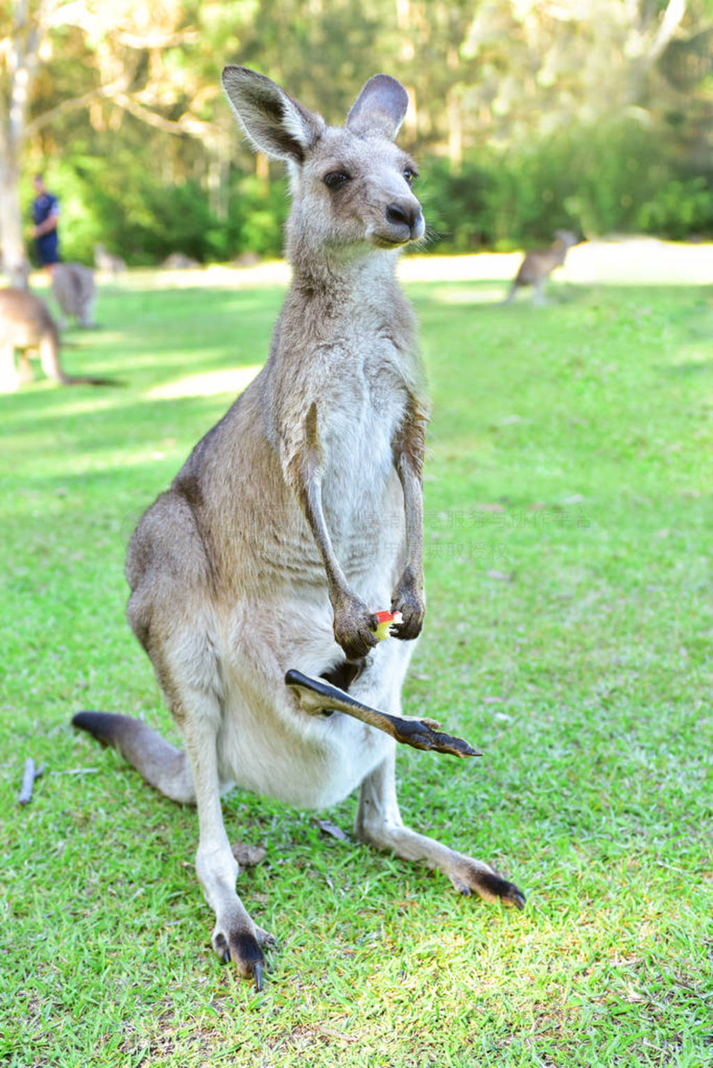 Ȼе Kangarros