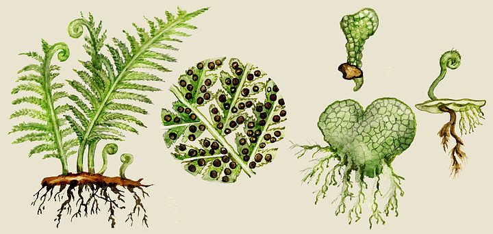 蕨类植物的生物循环图