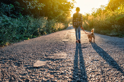 小女孩和她的狗走在路上的日落