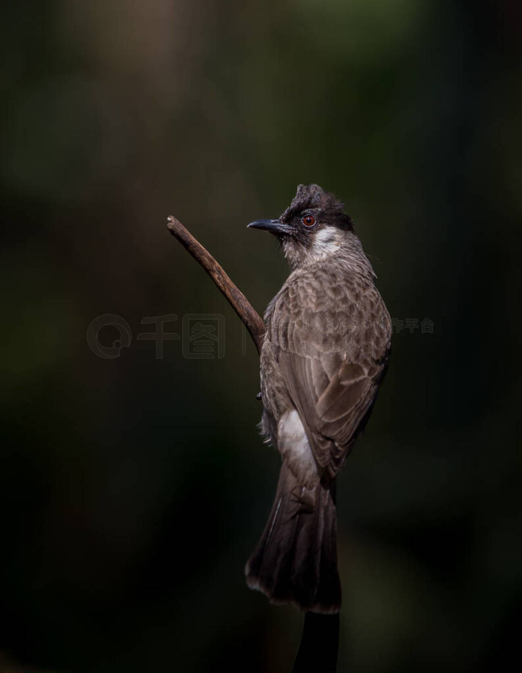 Sooty-headed Bulbul (Pycnonotus aurigaster) Photographing birds