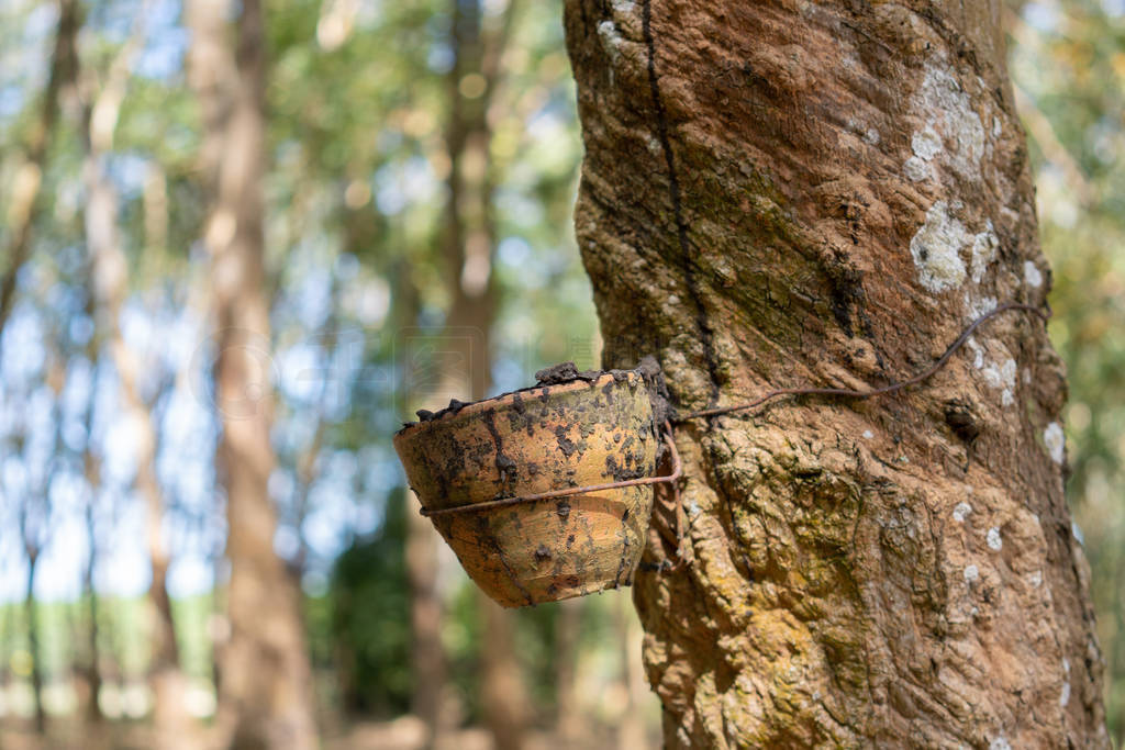 Rubber tree (Hevea brasiliensis) produces latex. By using knife