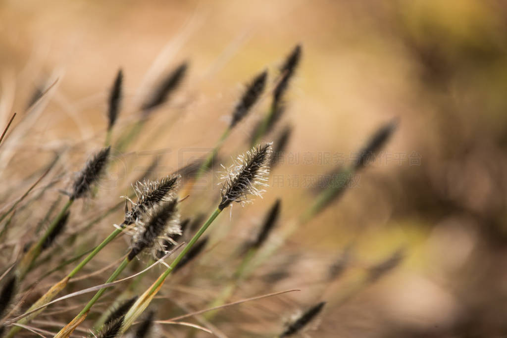 Ưβ cottongrass ȻϢ紺