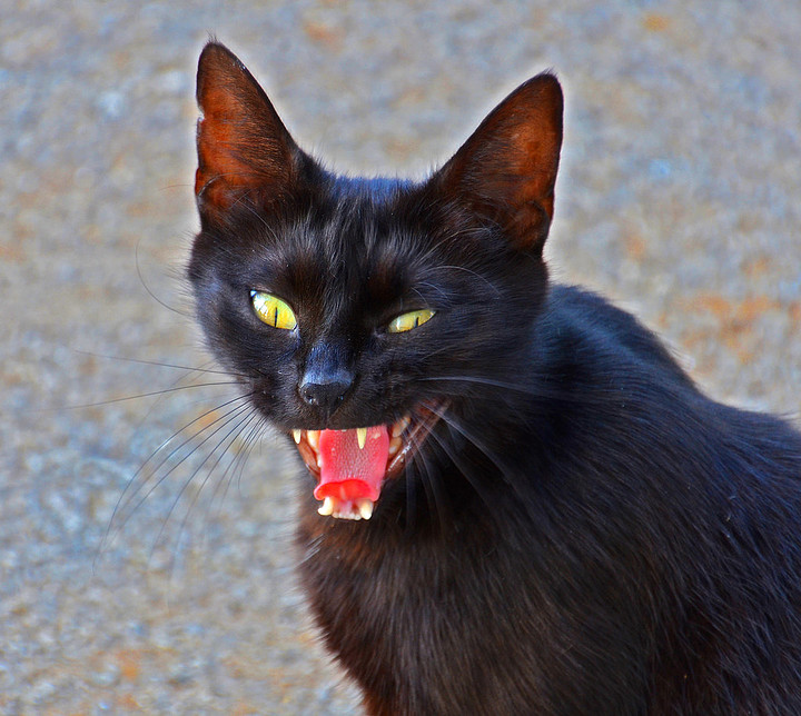 邪恶的黑猫