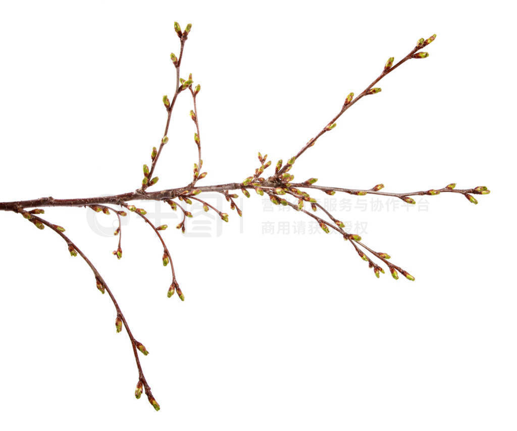Cherry fruit tree branch with swollen buds on an isolated white