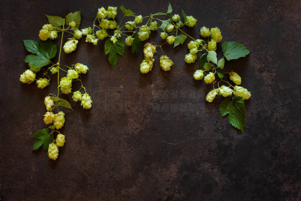 Hops plant. Autumn concept. Top view, close up