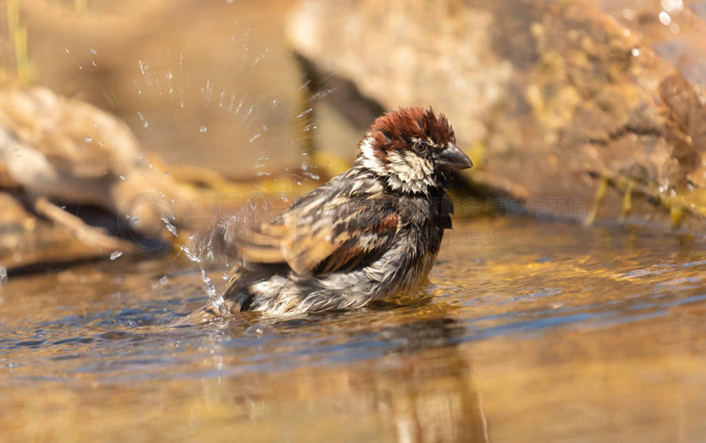 Beautiful brown sparrow taking a bath