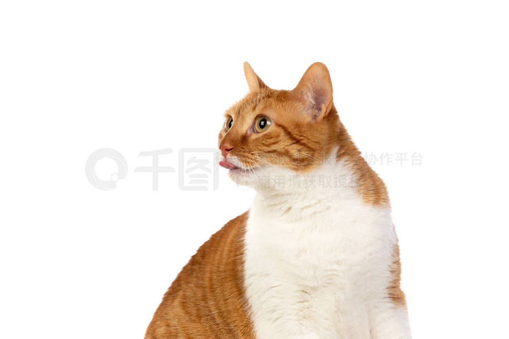 Adult brown and white cat with overweigh