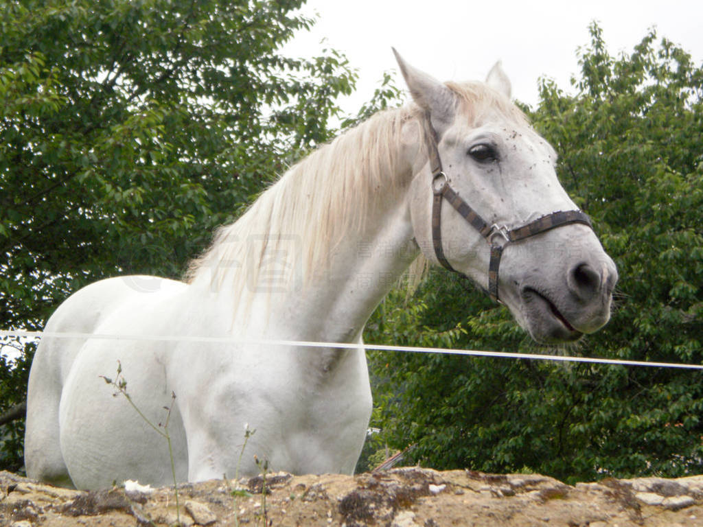 Beautiful Purebred White Blood Horse In Asturias. July 5, 2010.