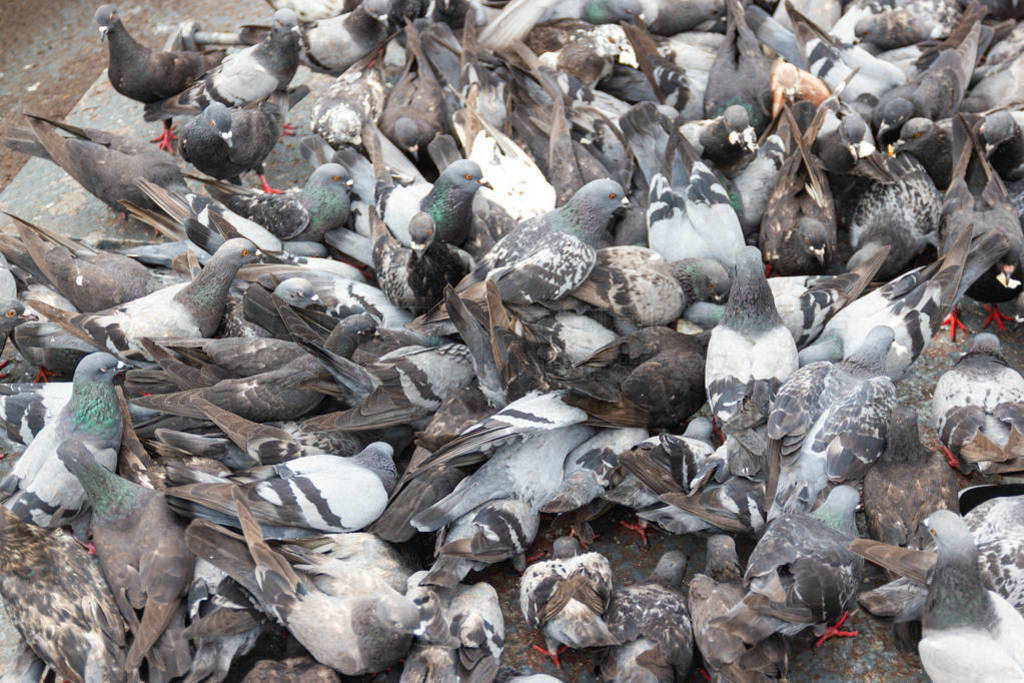 Pigeons eat bread on the floor in-park Bangkok Thailand