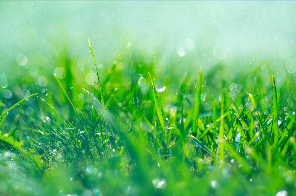 Grass with rain drops. Watering lawn. Rain. Blurred green grass