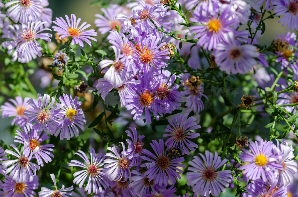Beautiful decorative and healing flower aster alpinus in purple