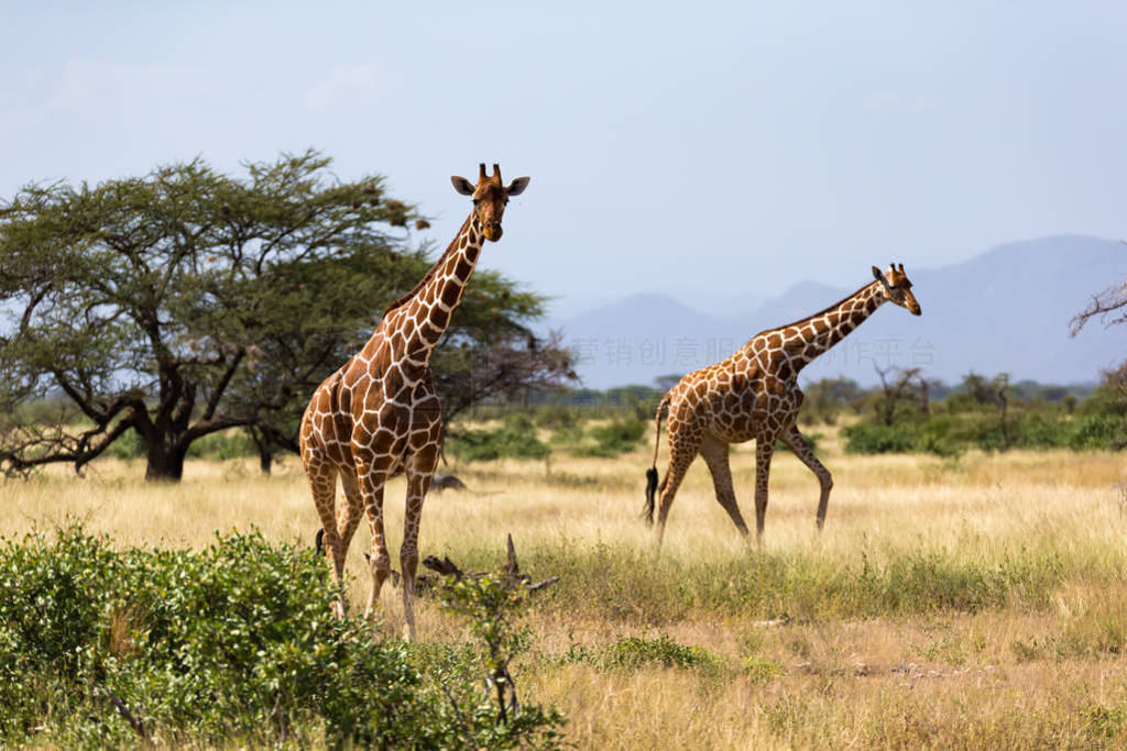 Giraffes in the savannah of Kenya with many trees and bushes in