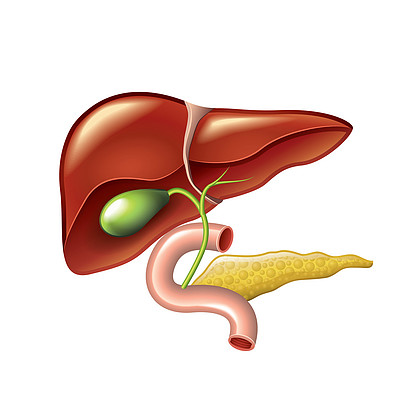 人的肝脏,胆囊,胰腺解剖矢量