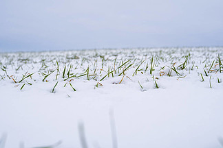 冬天麦田被雪覆盖.冬小麦.绿草,雪下的草坪.在寒冷中收获.