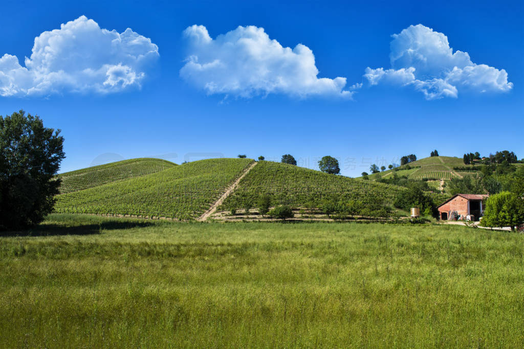 Vineyards and woods on the hill side Monte Dell'Olmo located in