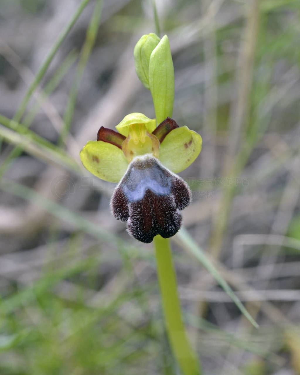 ophrys basilissa, leros, ϣ