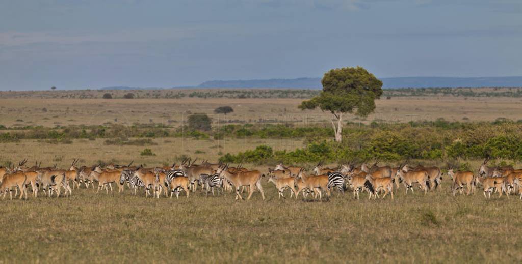  Antilopes (Taurotragus ) (¿)  (Connochaetes taurin
