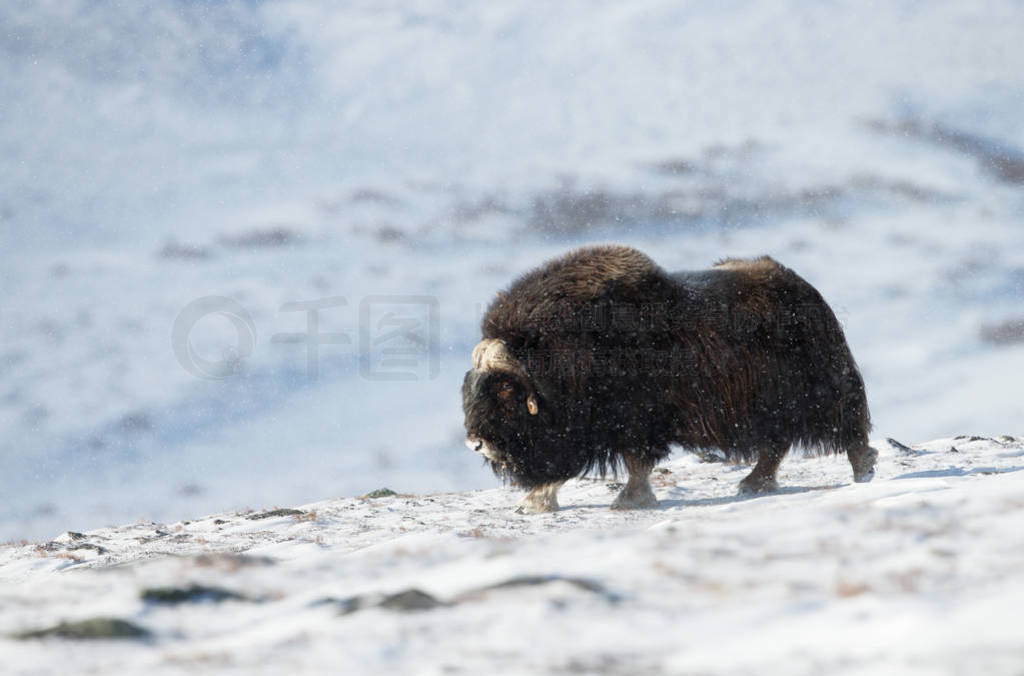 Ų Dovrefjell ɽӡ̵ţڶ