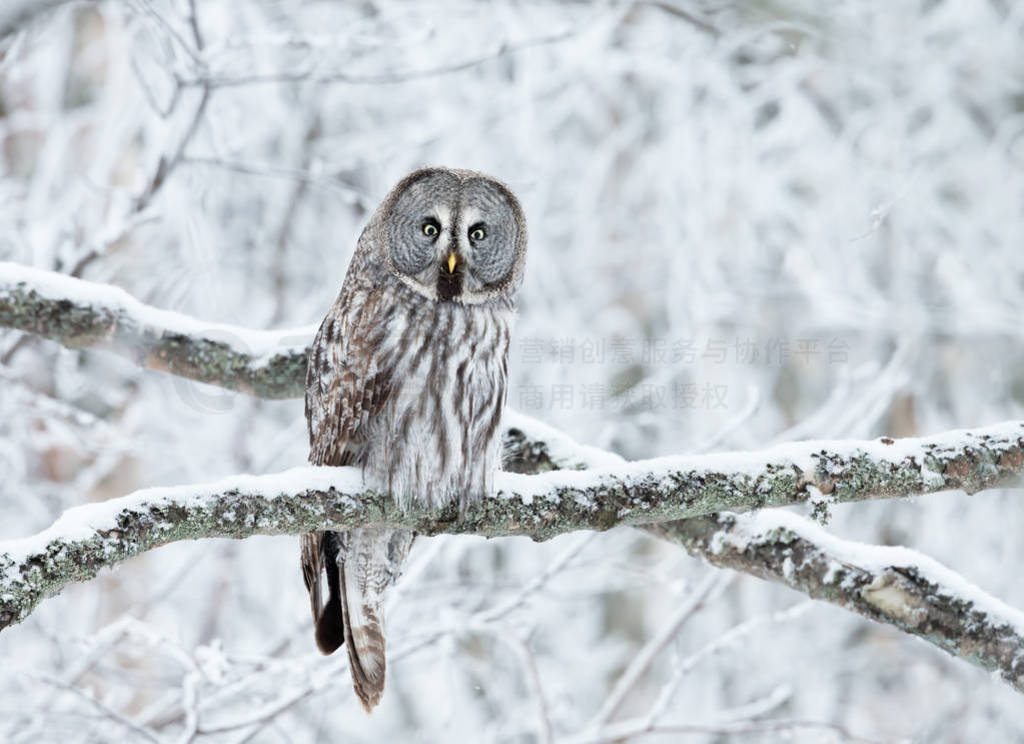 ϢһϵĴèͷӥ (Strix nebulosa) д