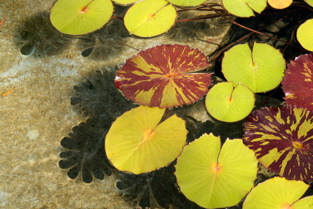 lilypads ˮ