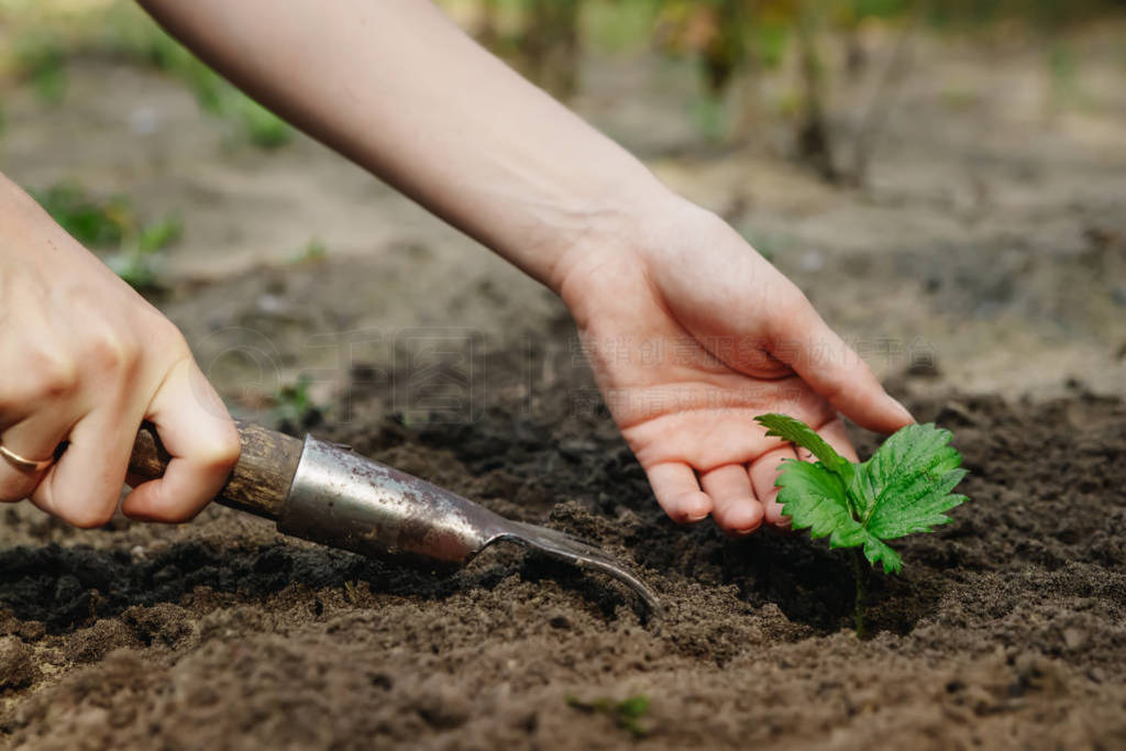 s hands put a sprout in the soil, close-up, Concept of gardening