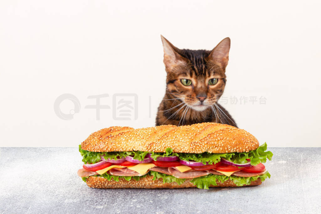 Cat looks at the big sandwich with a hungry look. Fast food.