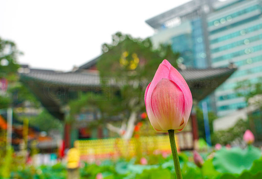 Lotus bud. Buddhist temple