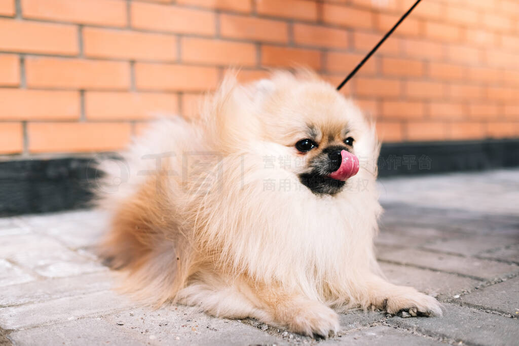 Pomeranian Spitz dog lies on the pavement and licks his tongue